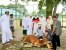 Stok Hewan Qurban untuk Bintan Aman